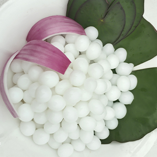 海(hǎi)蓮子(zǐ)